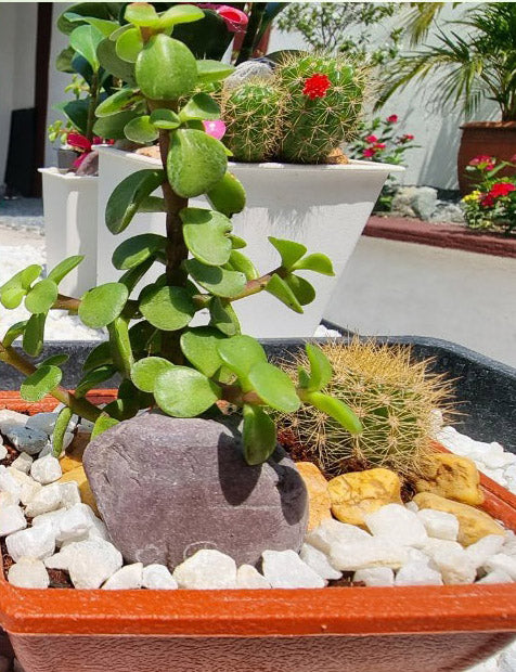 Cactus and Jadelet Plants