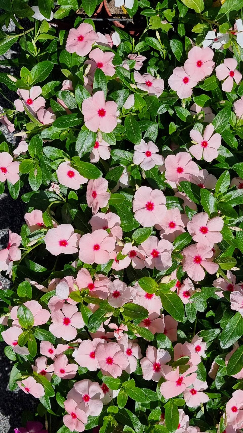 Vinca Flower Seedling