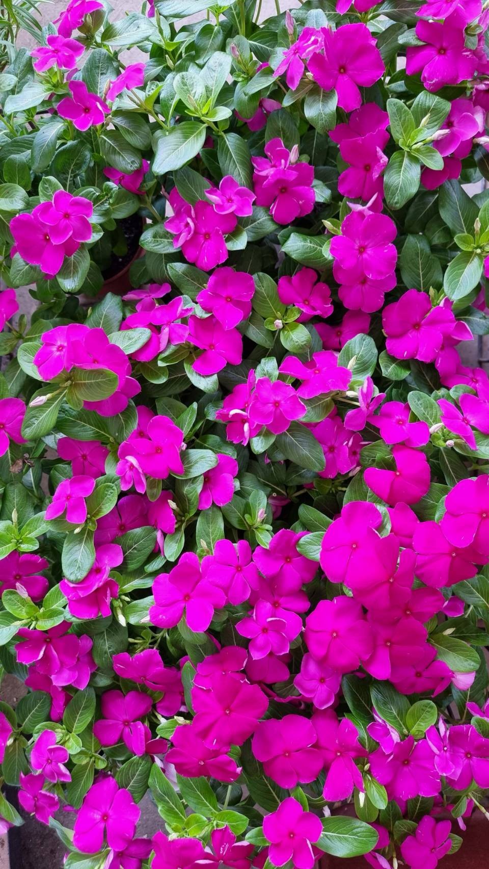 Vinca Flower Seedling