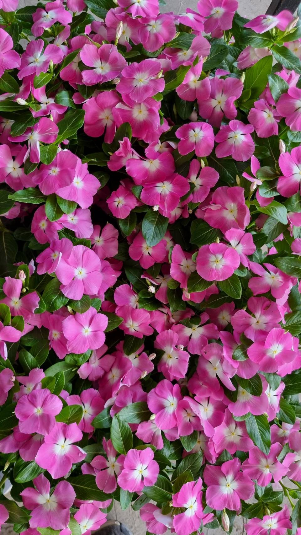 Vinca Flower Seedling