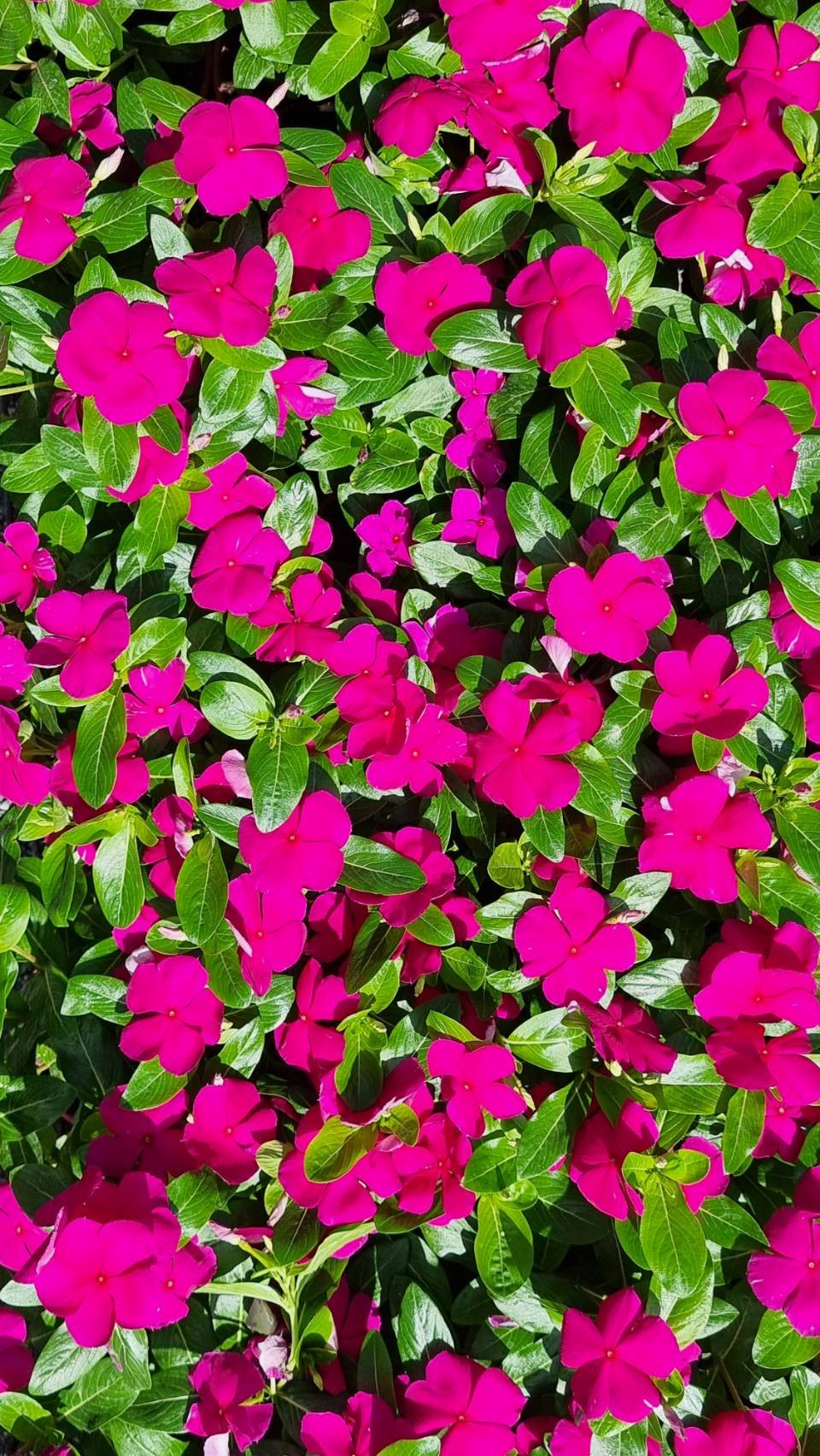 Vinca Flower Seedling