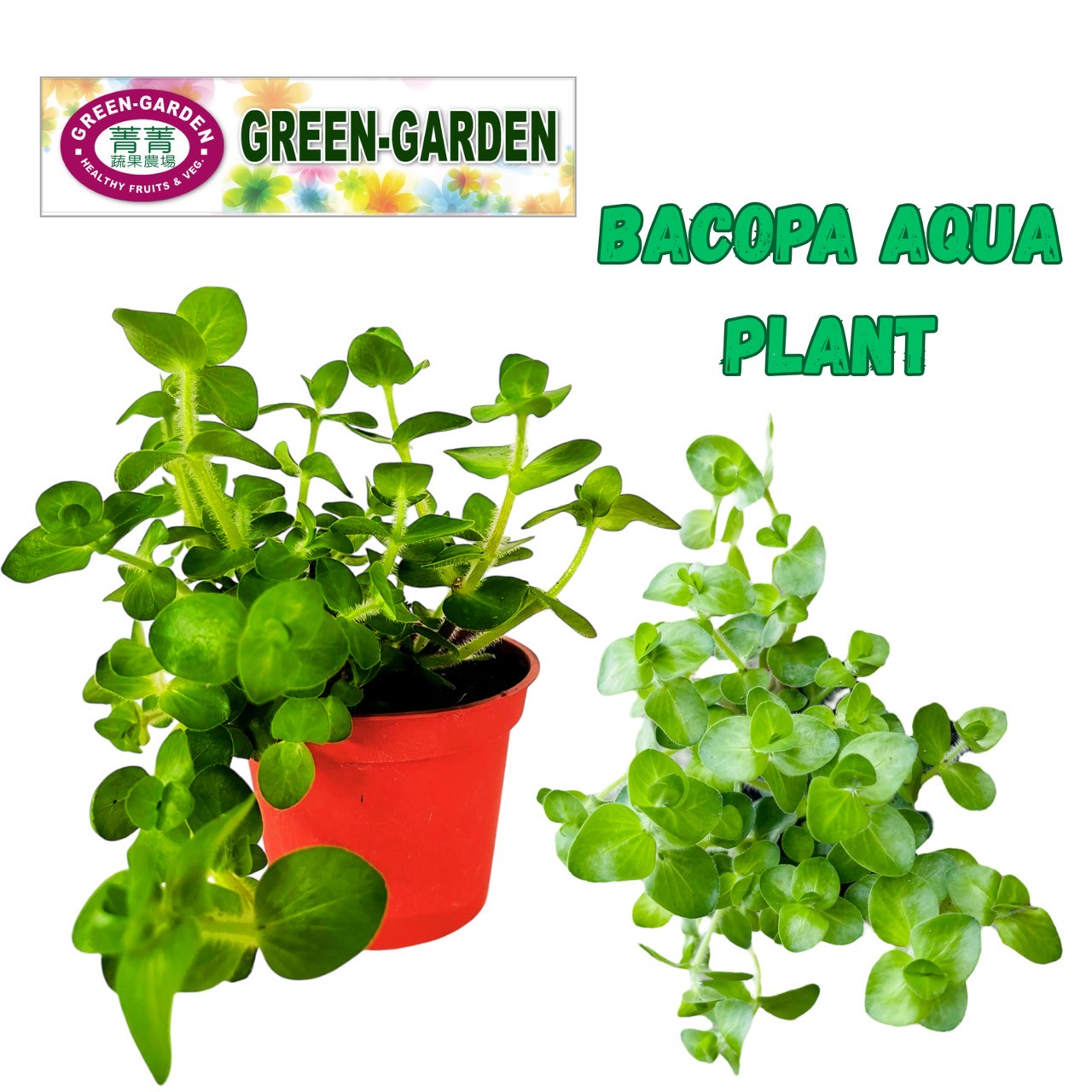 Bacopa Aqua plants (for aquariums or aquascaping)