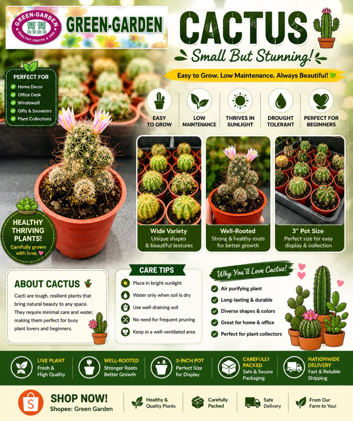 Cactus Plants ing 2" Cup