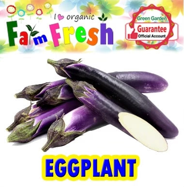 Eggplant Seeds (Talong-10pcs/pack)