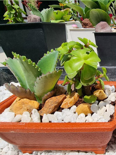 Mother of Thousand and Jadelet Plants