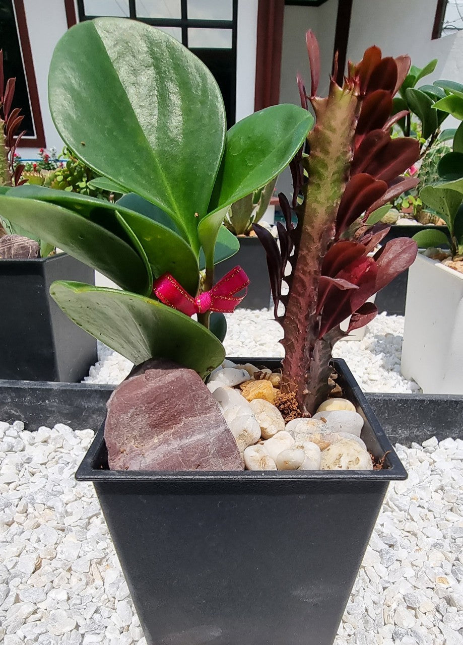 Peperomia and Taiwan cactus Ornamental Plant