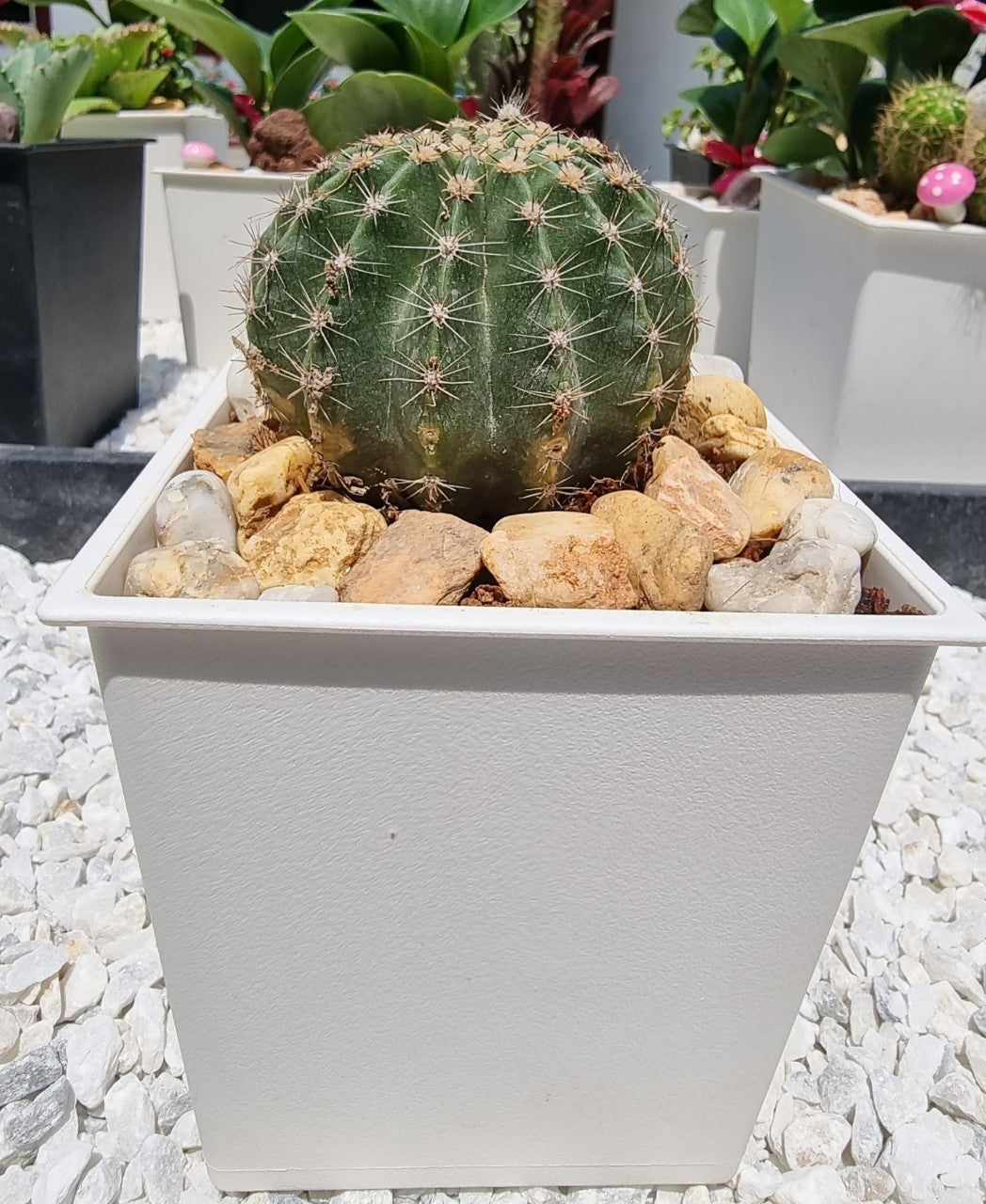 Cactus Plants