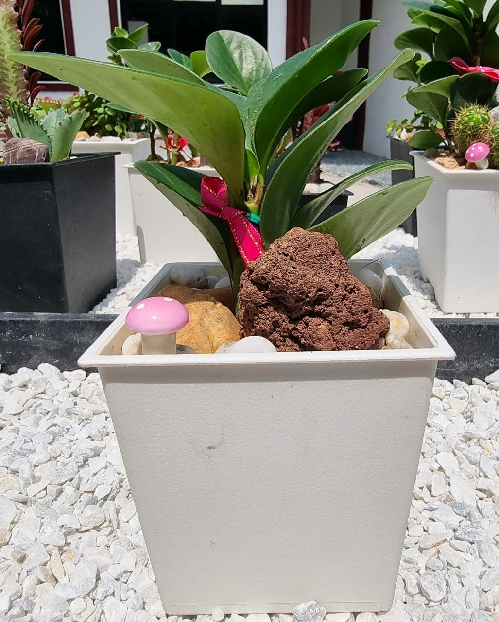 Peperomia Plants 4" Cup