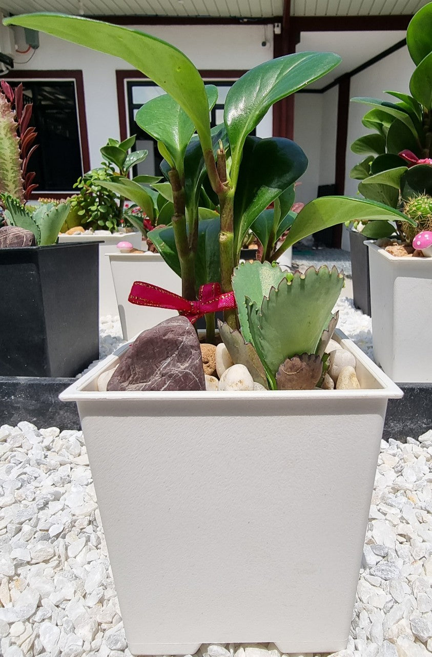 Peperomia / Mother Of Thousand Plants
