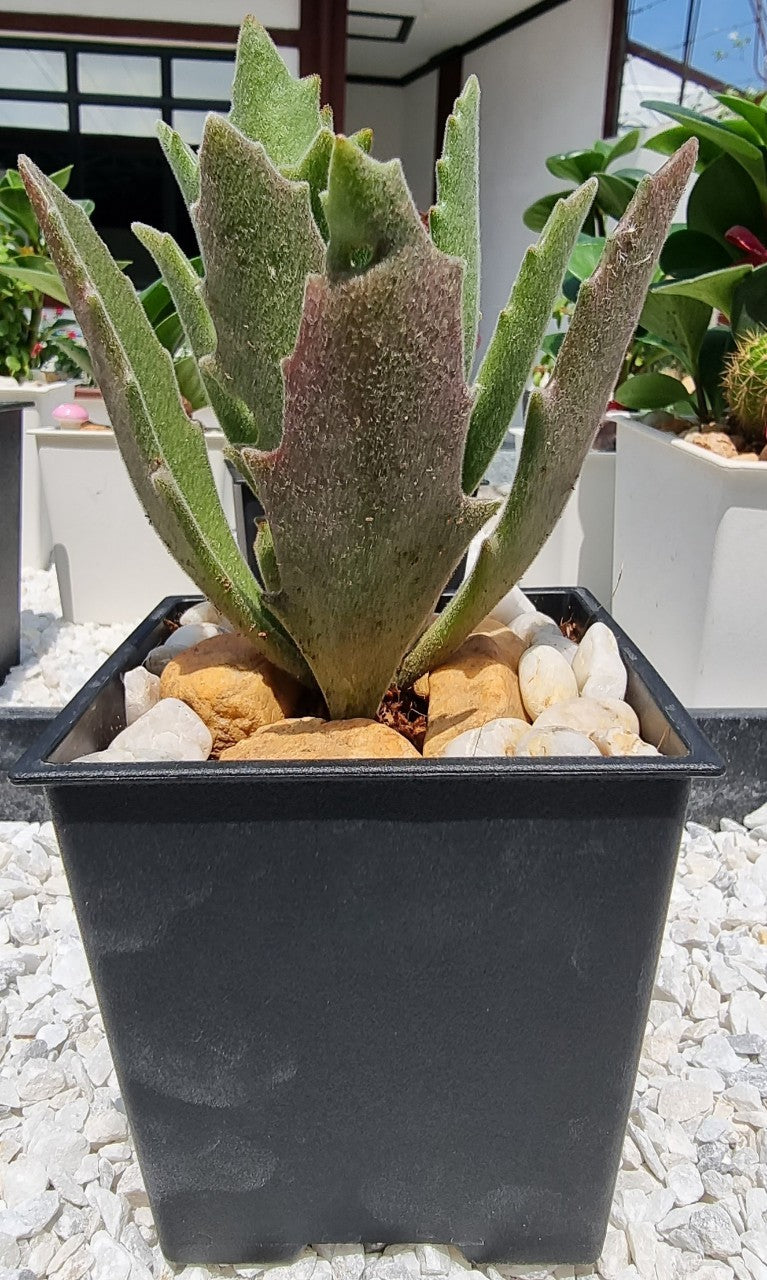 Succulent Plants