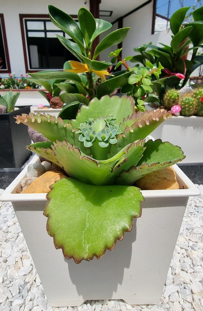 Peperomia / Mother of Thousand / Jadelet Plants