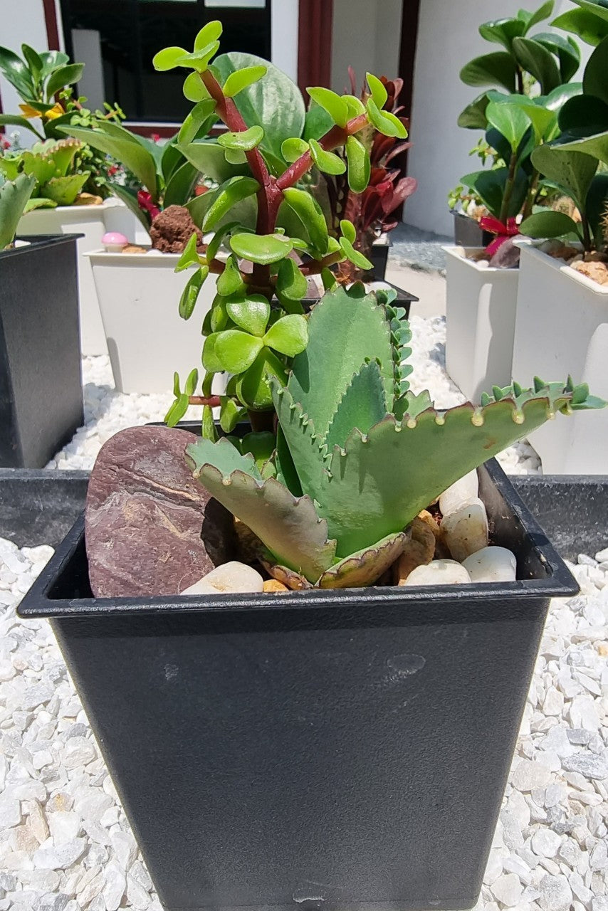 Mother of Thousand and Jadelet Plants