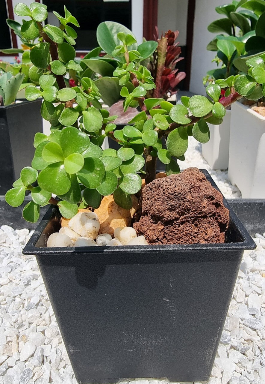 Peperomia and Jadelet Plants