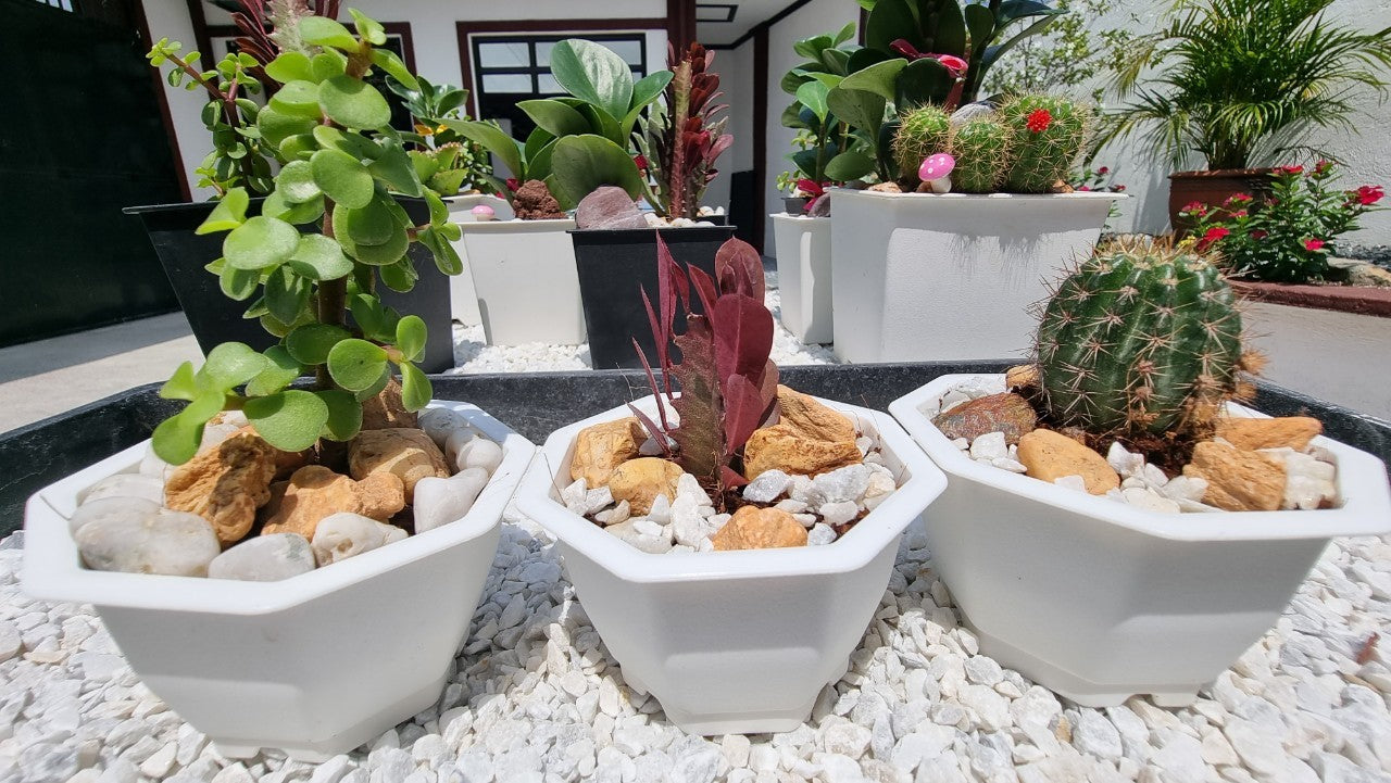 Taiwan Cactus Plants