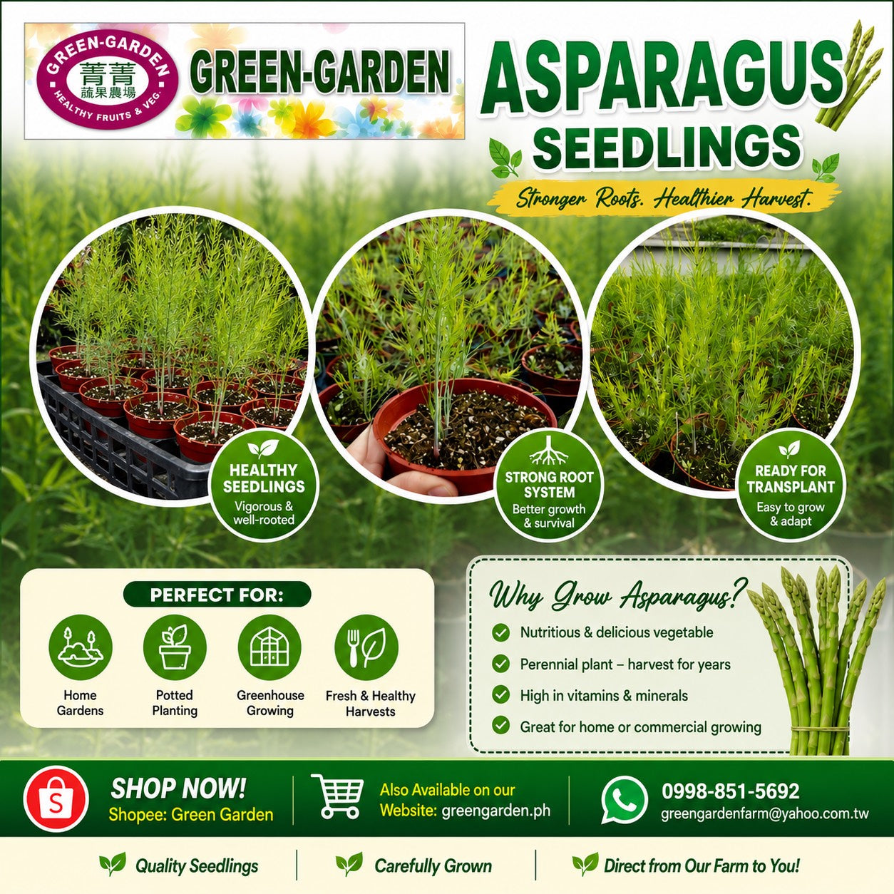 Asparagus Seedling (Buy 1 take 1) Live Rooted Plants