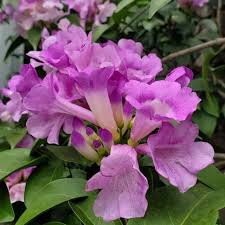 Garlic Vine (scientific name: Mansoa alliacea) Seedling Plant