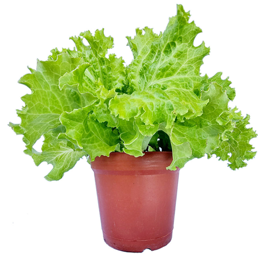 Lettuce Green Seedling