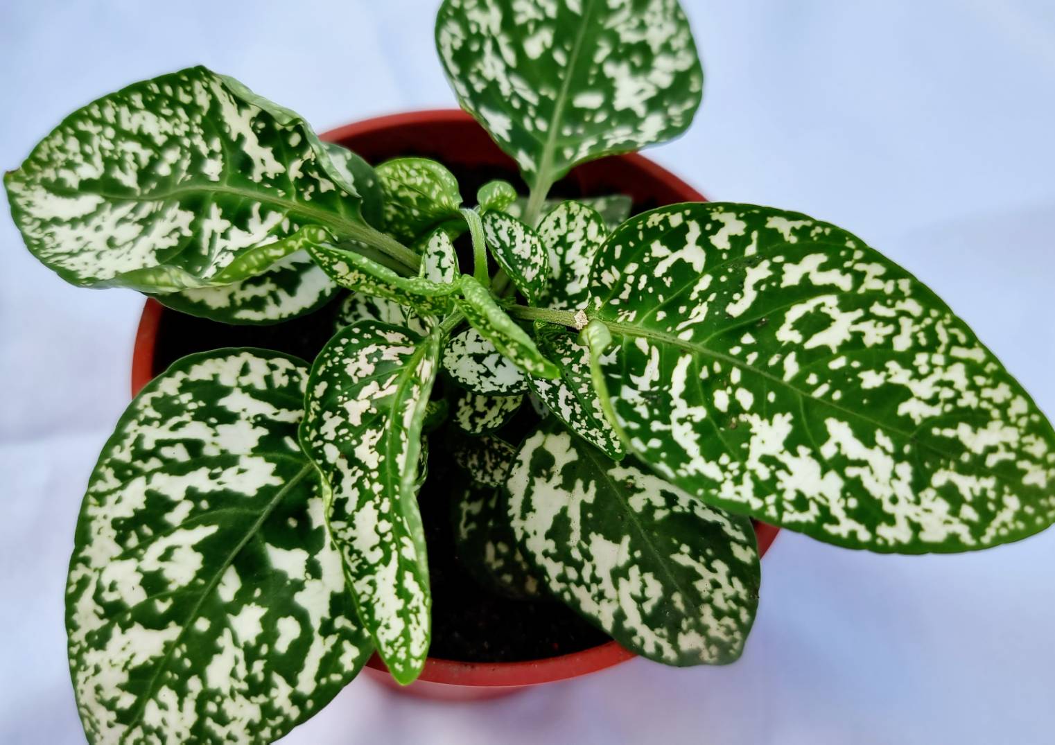 Hypoestes Ornamental Plant