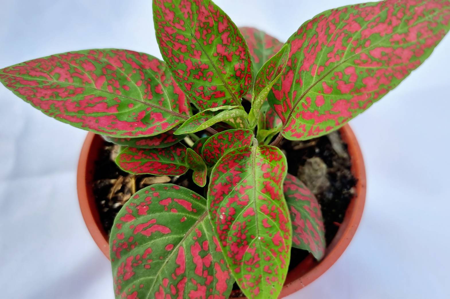 Hypoestes Ornamental Plant