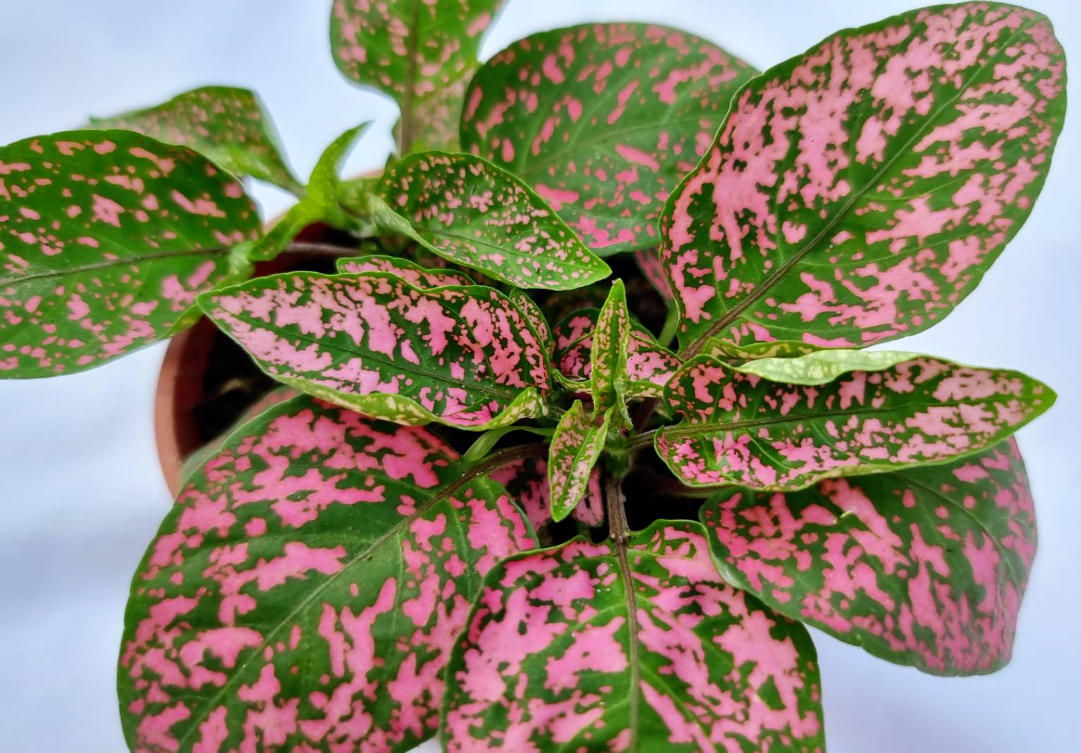 Hypoestes Ornamental Plant
