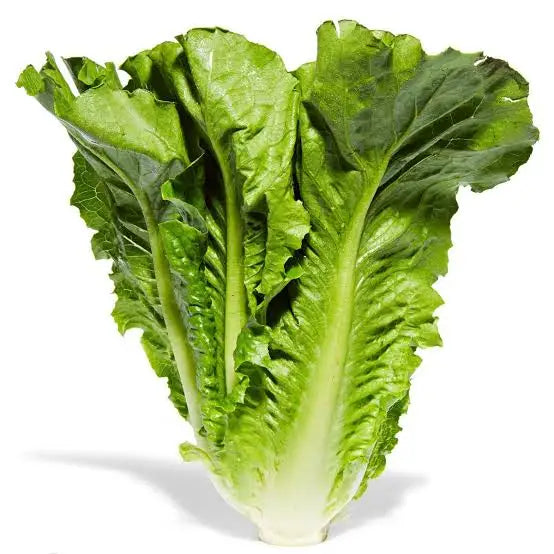 Fresh Vegetable Romaine Lettuce  (150grams) "SBMA ONLY"