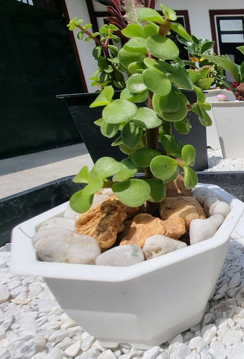 Jadelet Plants