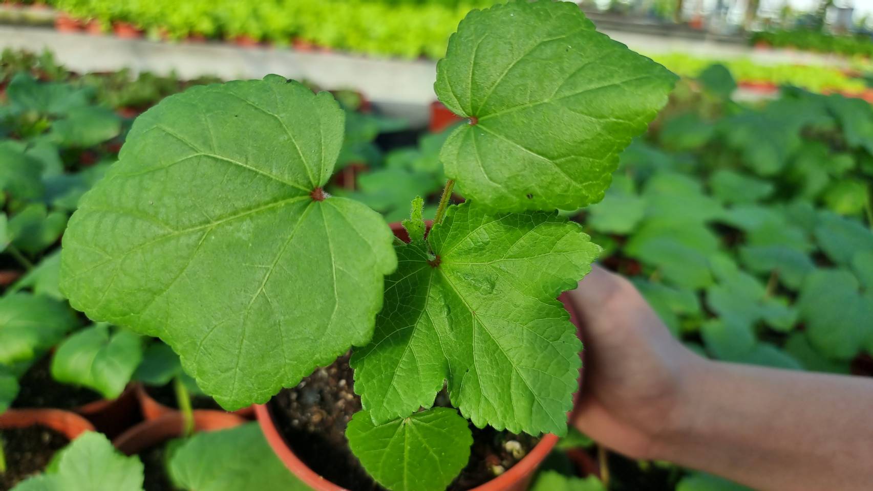 Okra Green Seedling