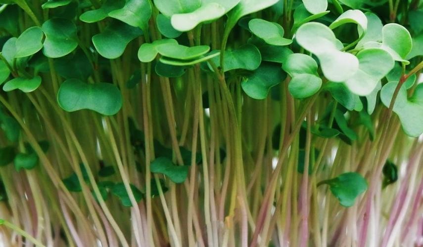 Vegetable Fresh Microgreen
