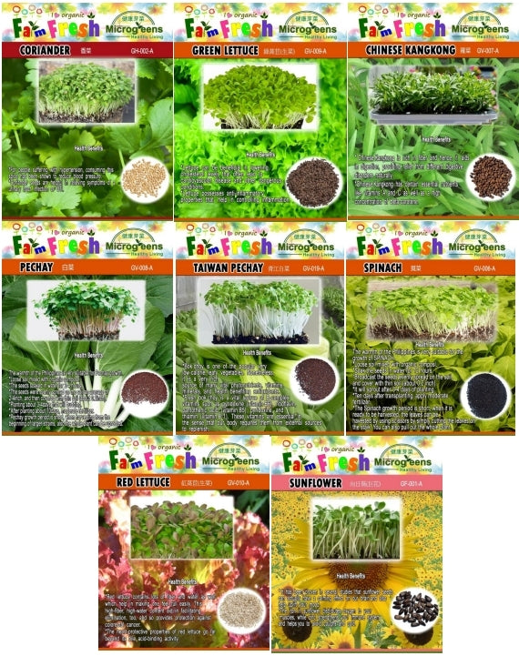 Lettuce Green Seeds (Herbs & Vegetable Seeds , Larger Packed)