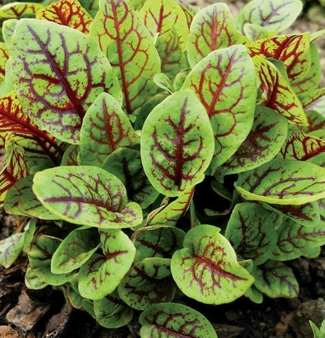 Red Sorrel Seedling