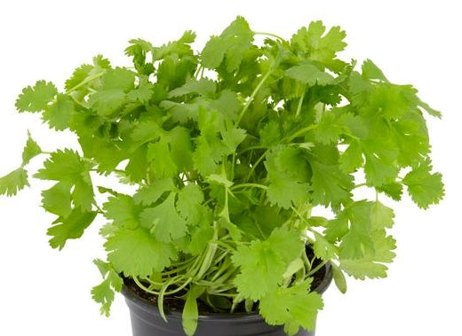 Seedling Coriander in Potted