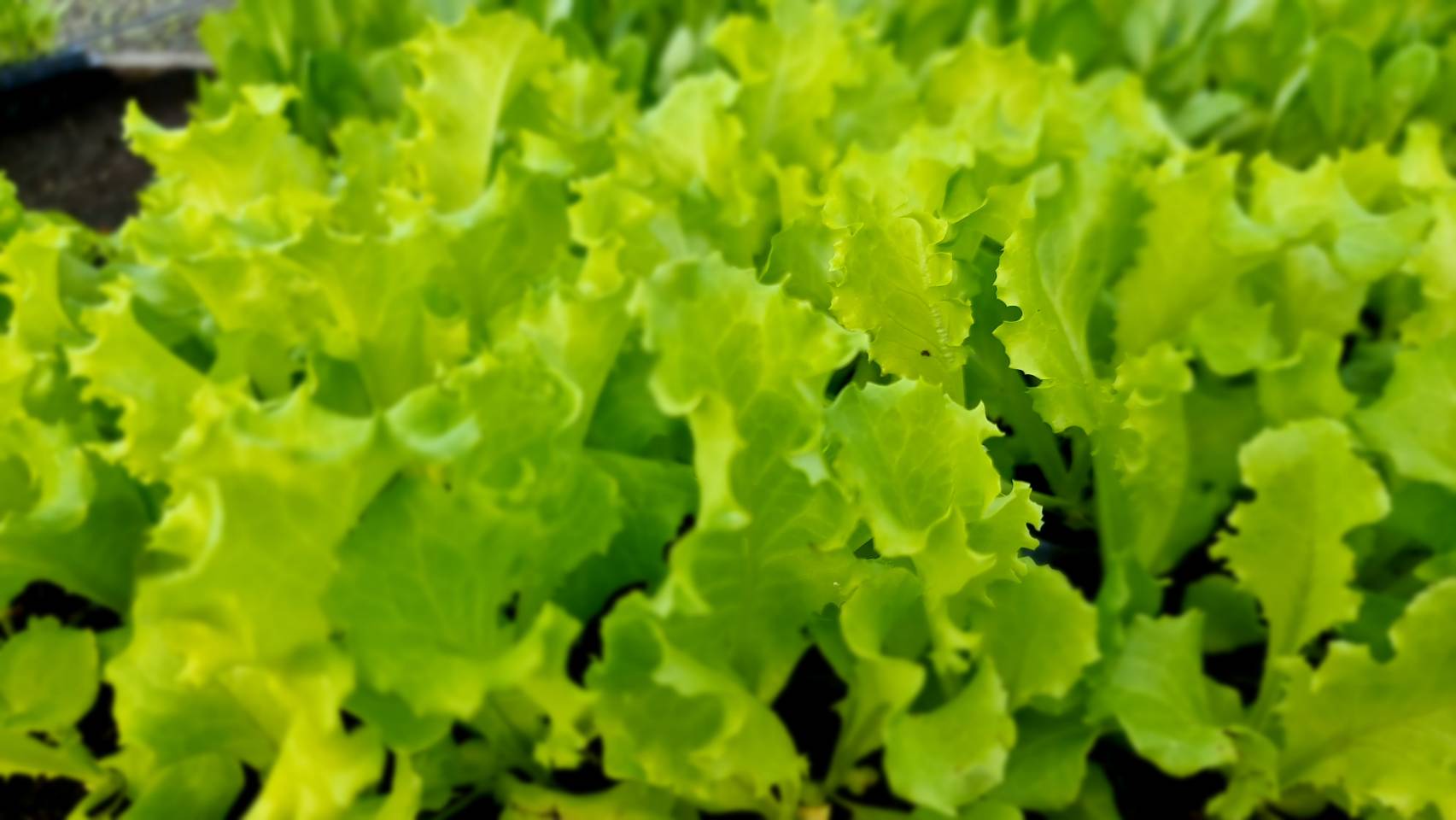 Green Garden Vegetable Seeds (GV-009 Green Lettuce)