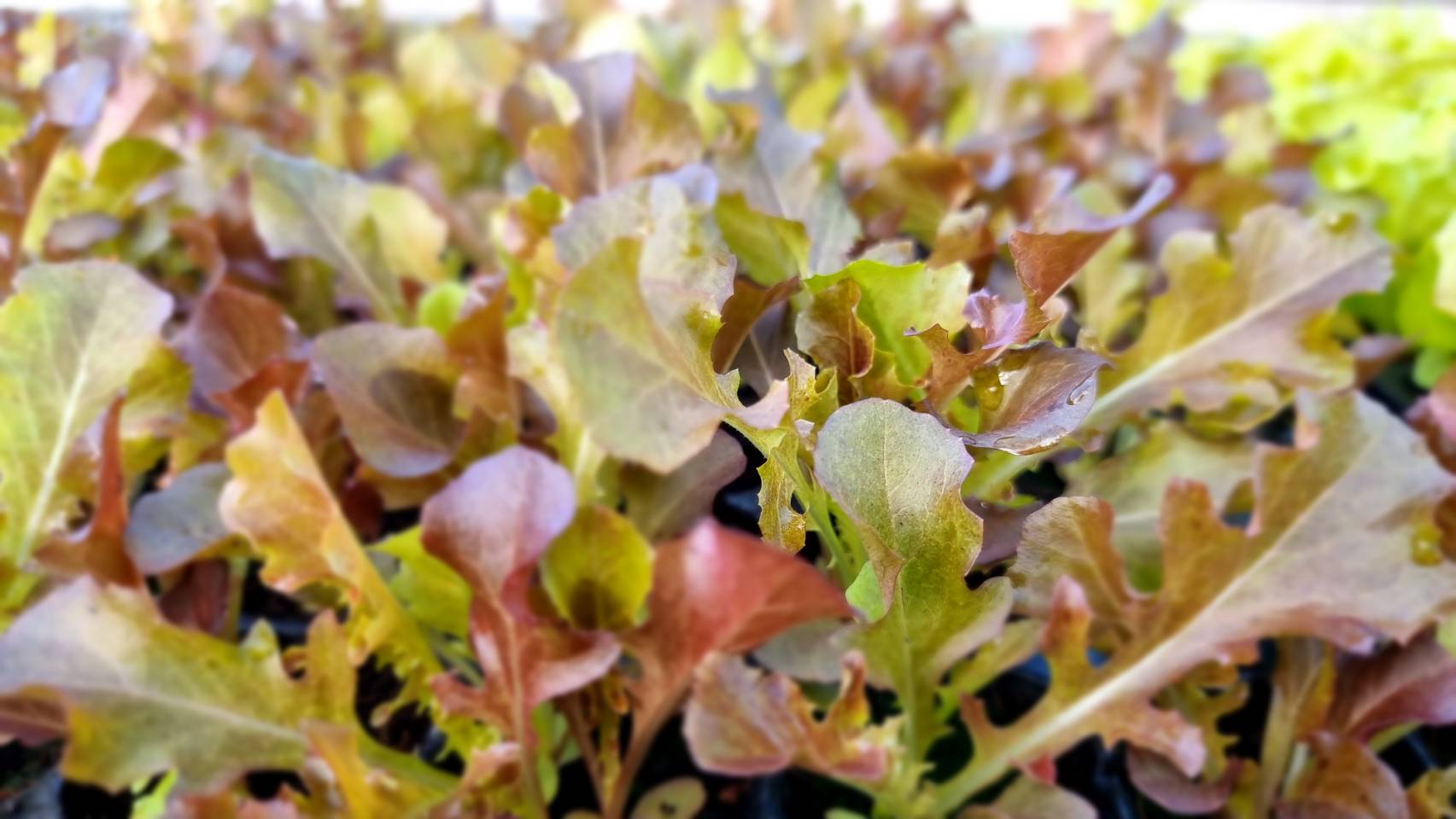 Green Garden Vegetable Seeds (GV-010 Red Lettuce)