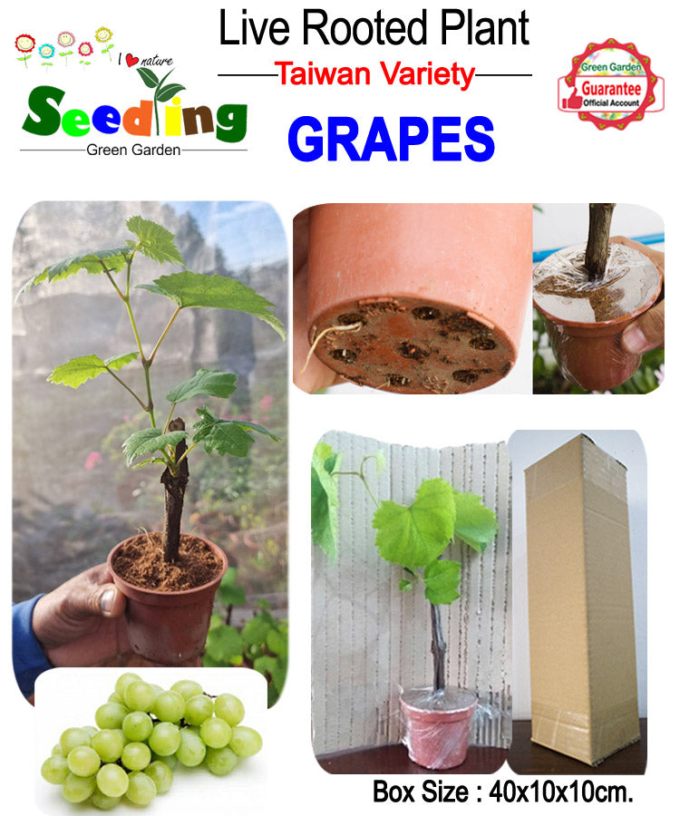 Live Rooted Grapes Plant (Taiwan Variety)