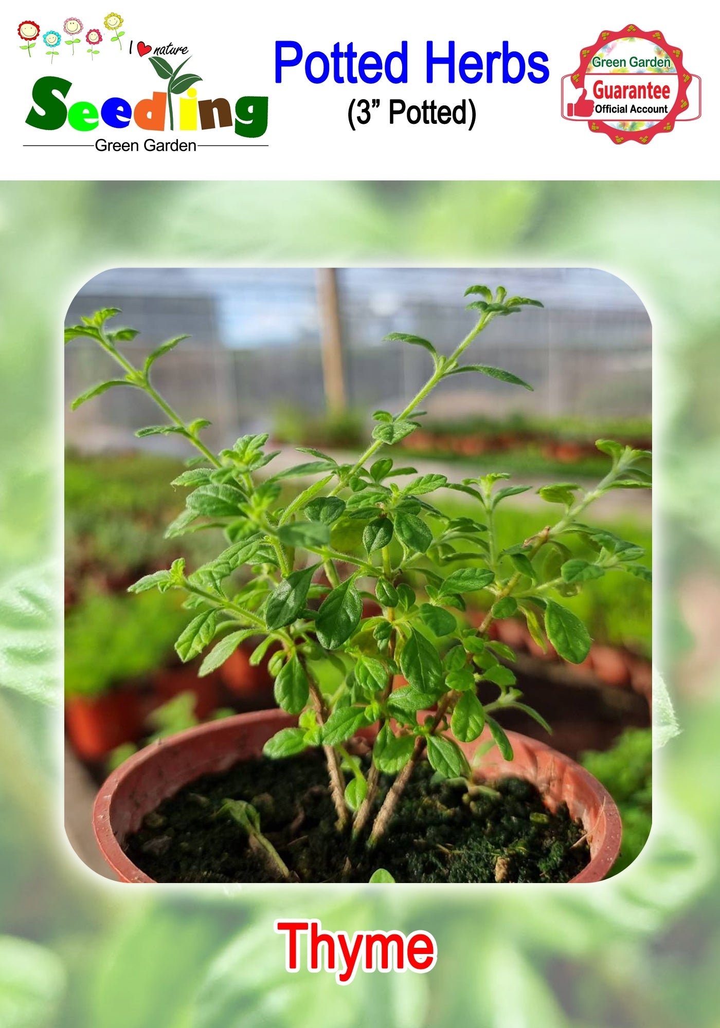 Assorted Potted Herbs in 3" Pot