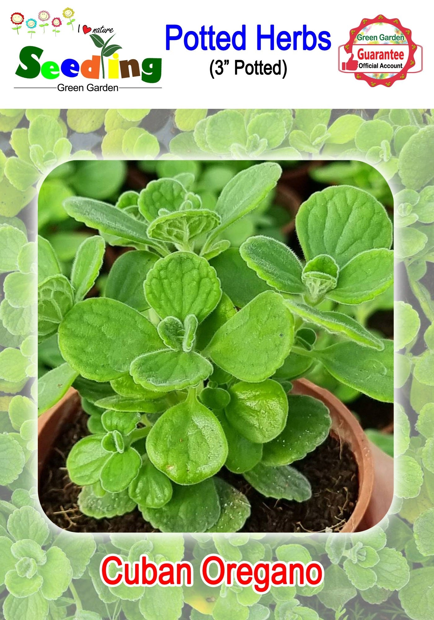 Assorted Potted Herbs in 3" Pot