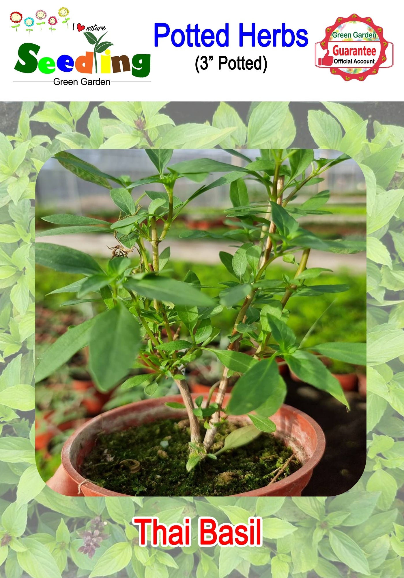 Assorted Potted Herbs in 3" Pot
