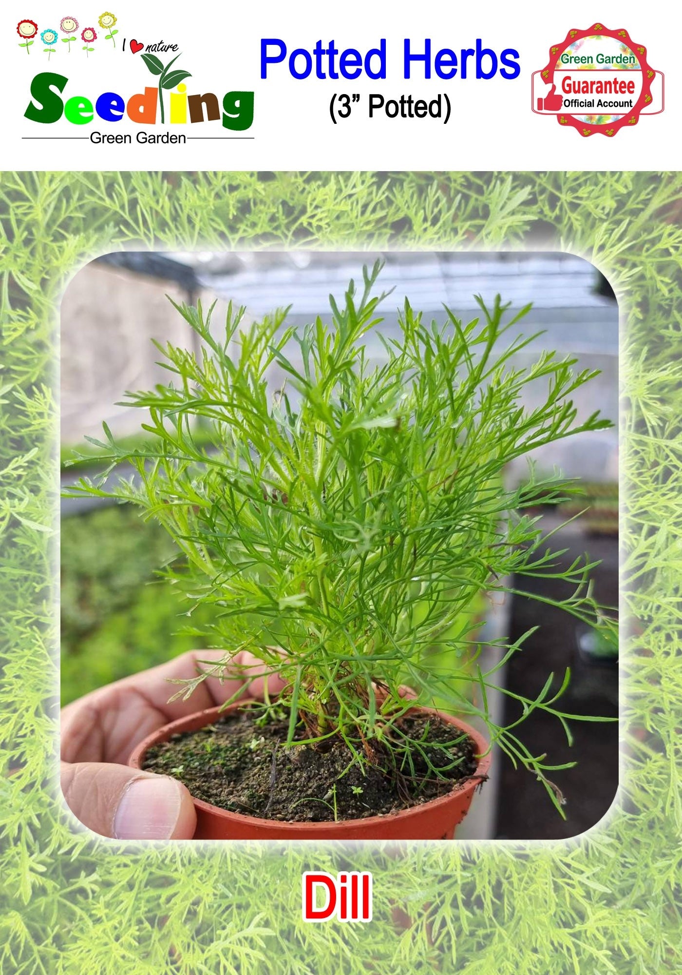 Assorted Potted Herbs in 3" Pot