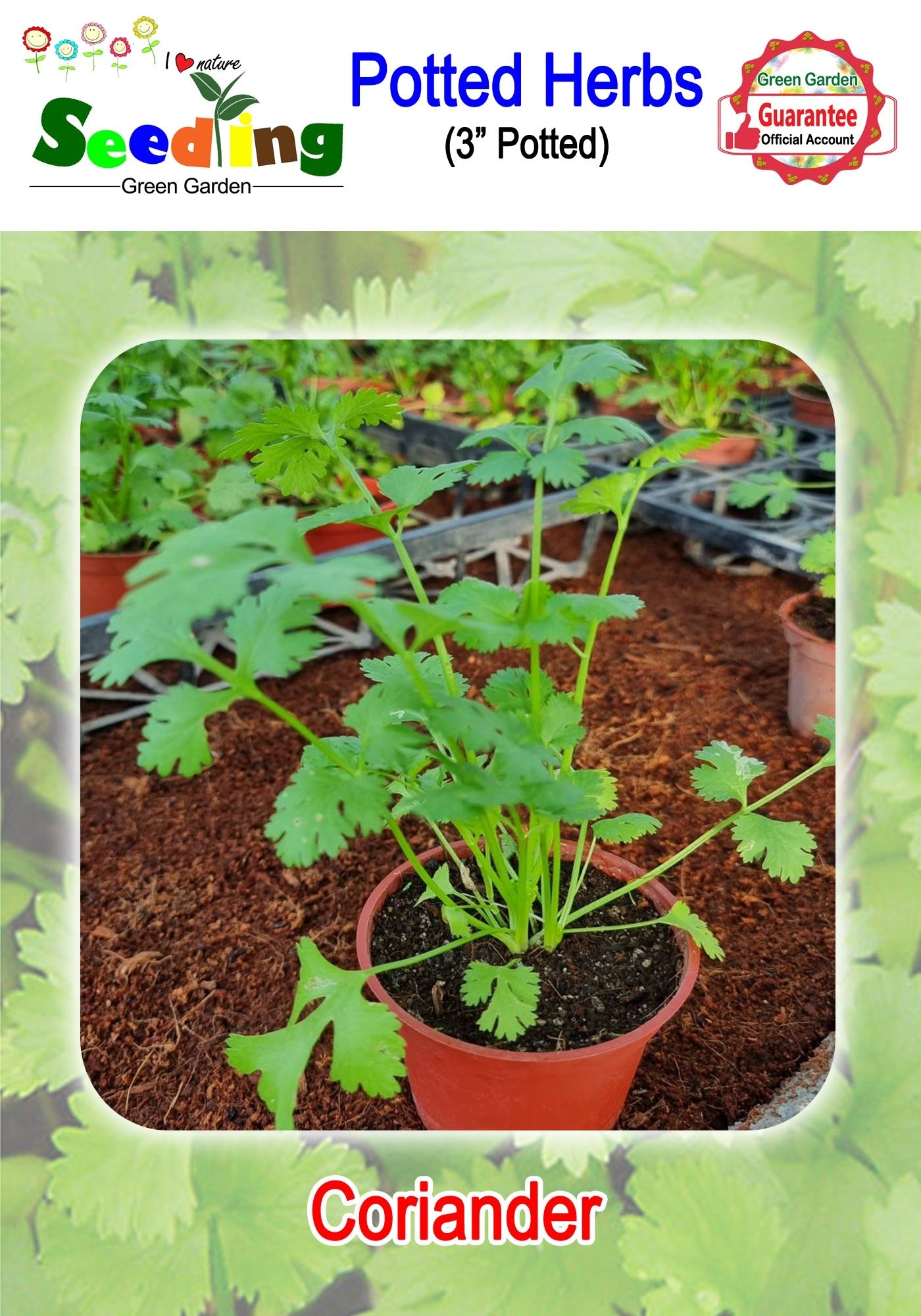 Assorted Potted Herbs in 3" Pot