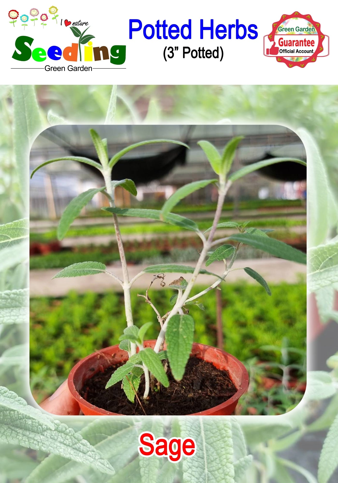 Assorted Potted Herbs in 3" Pot