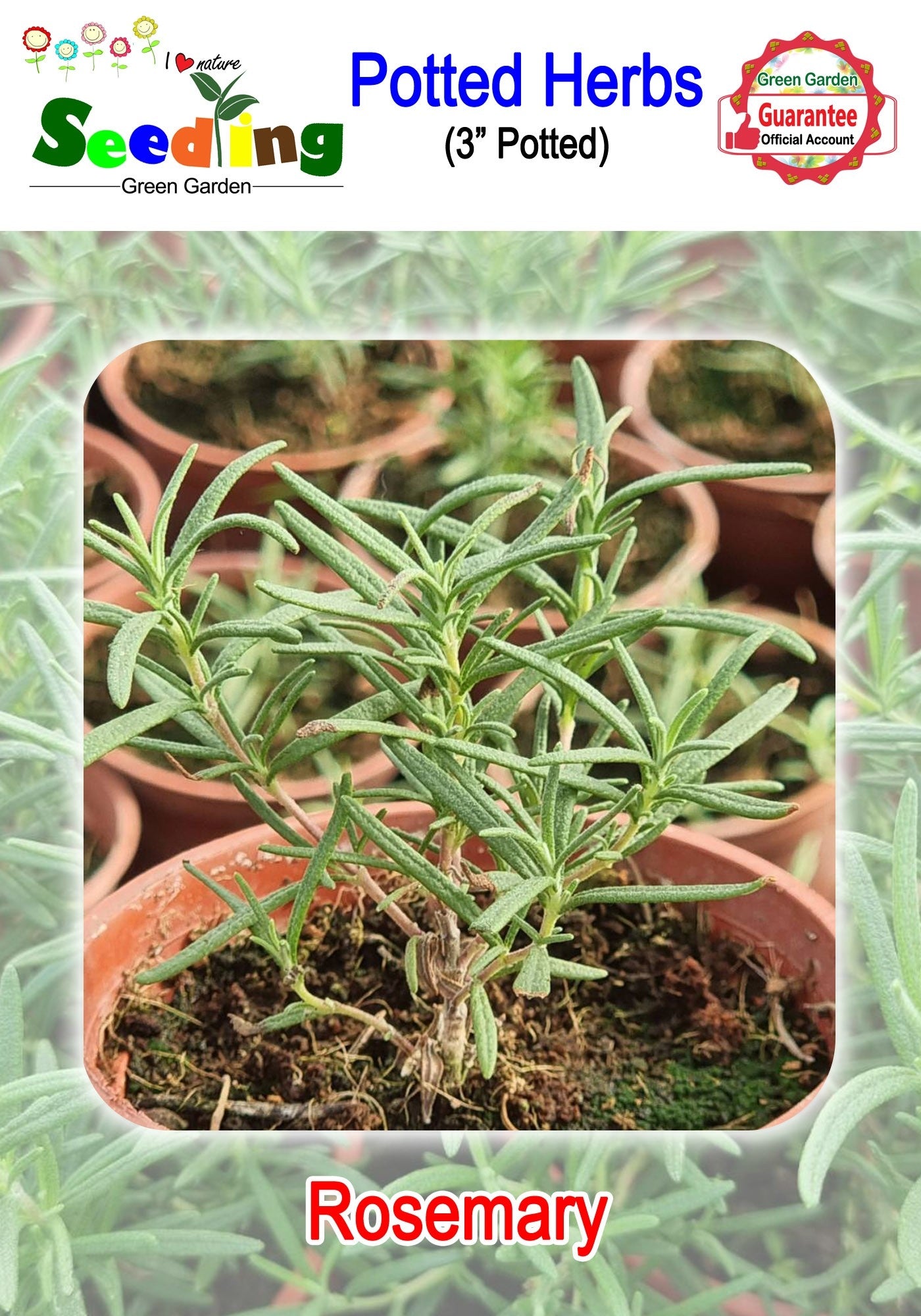 Assorted Potted Herbs in 3" Pot