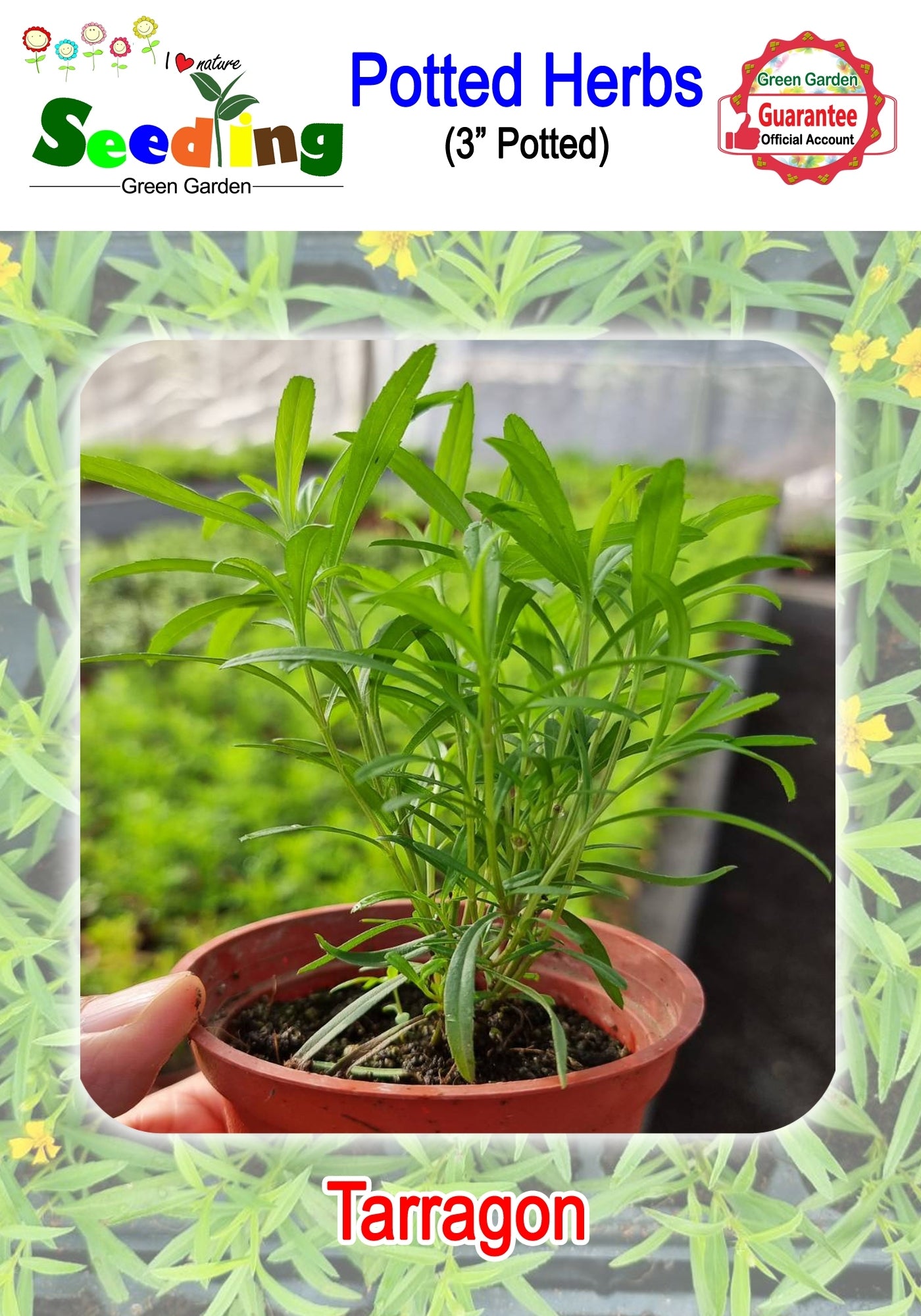 Assorted Potted Herbs in 3" Pot