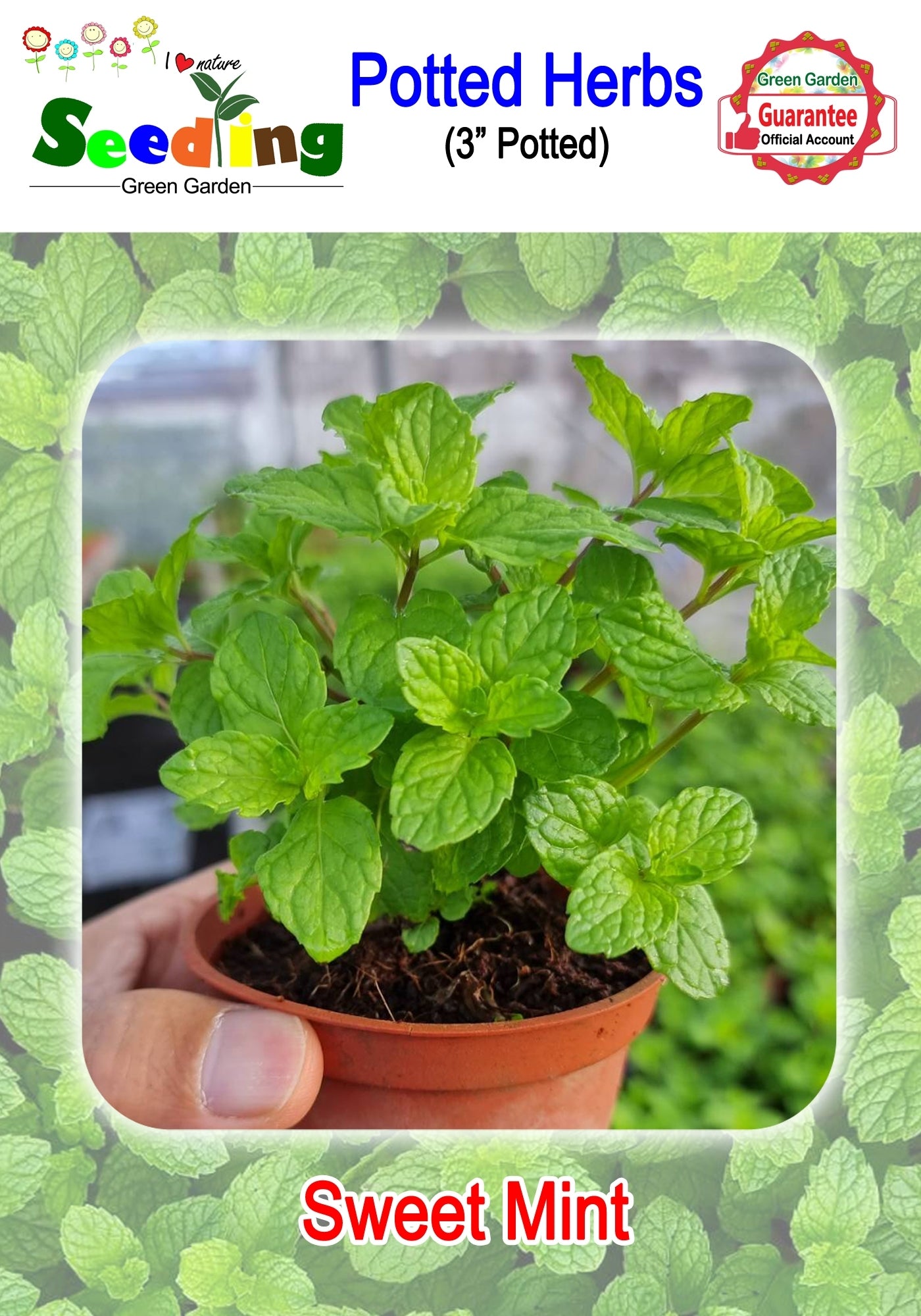 Assorted Potted Herbs in 3" Pot