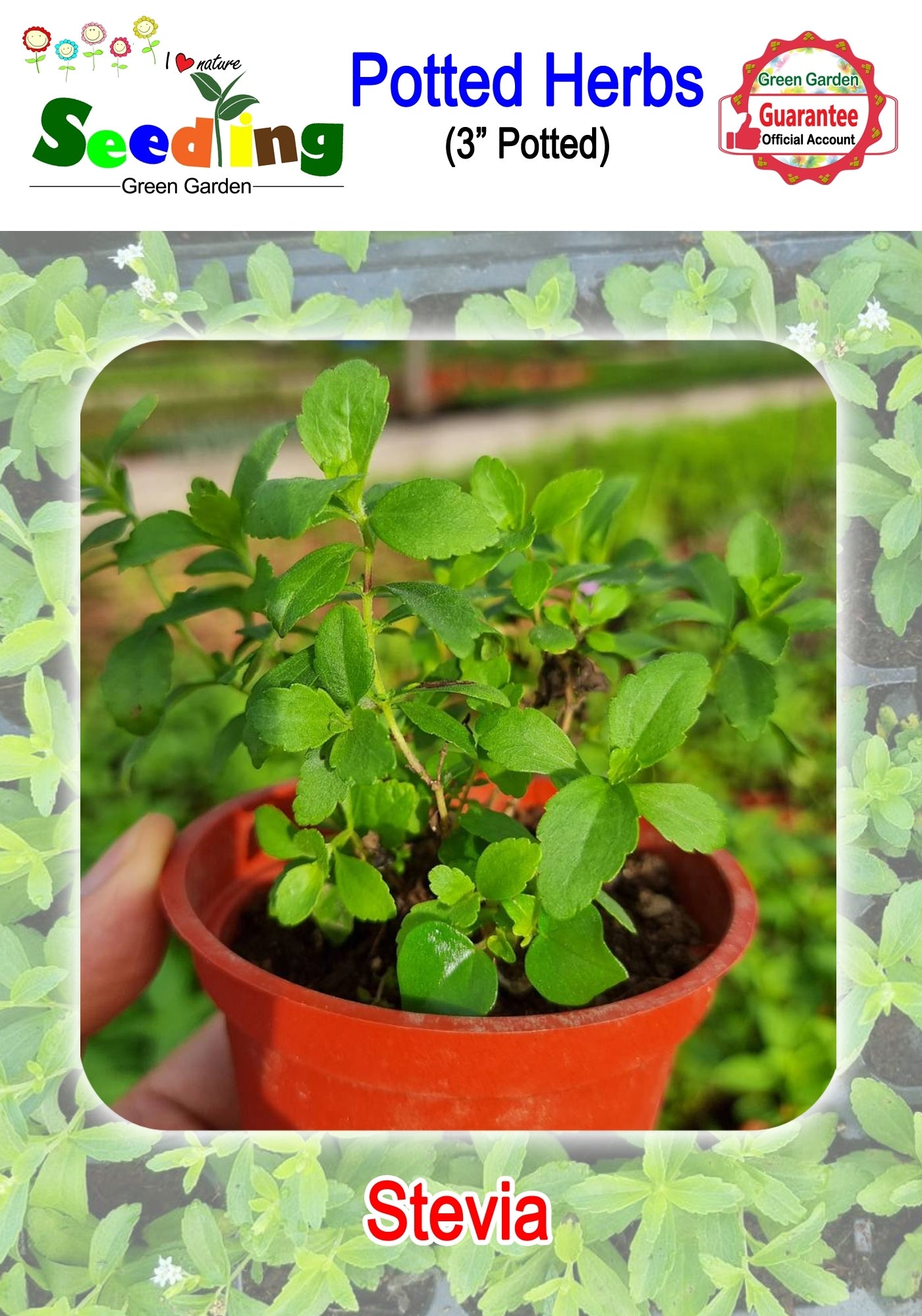 Assorted Potted Herbs in 3" Pot