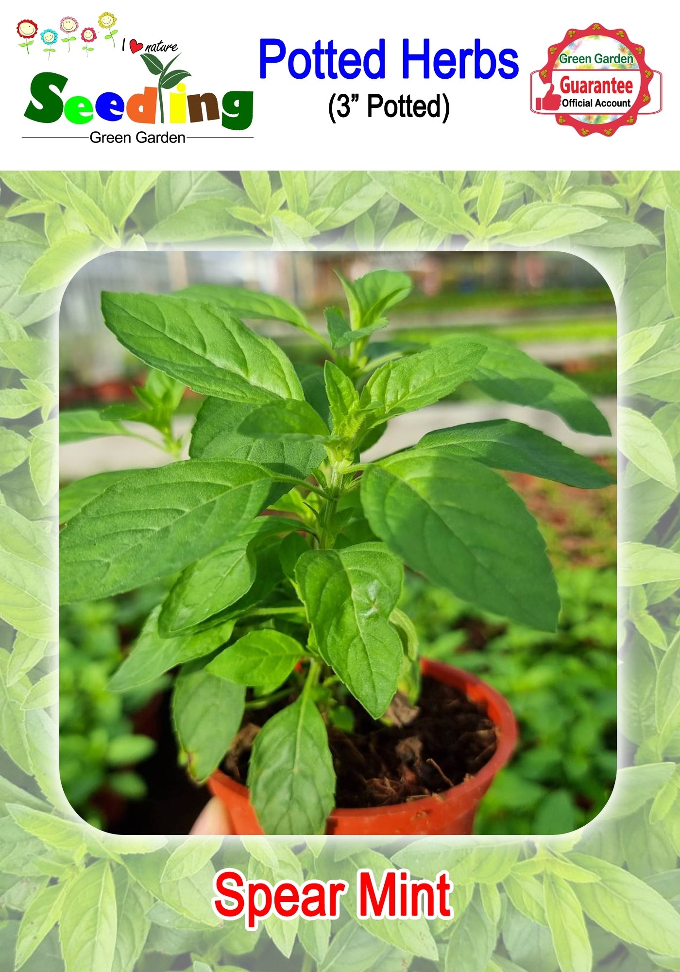 Assorted Potted Herbs in 3" Pot