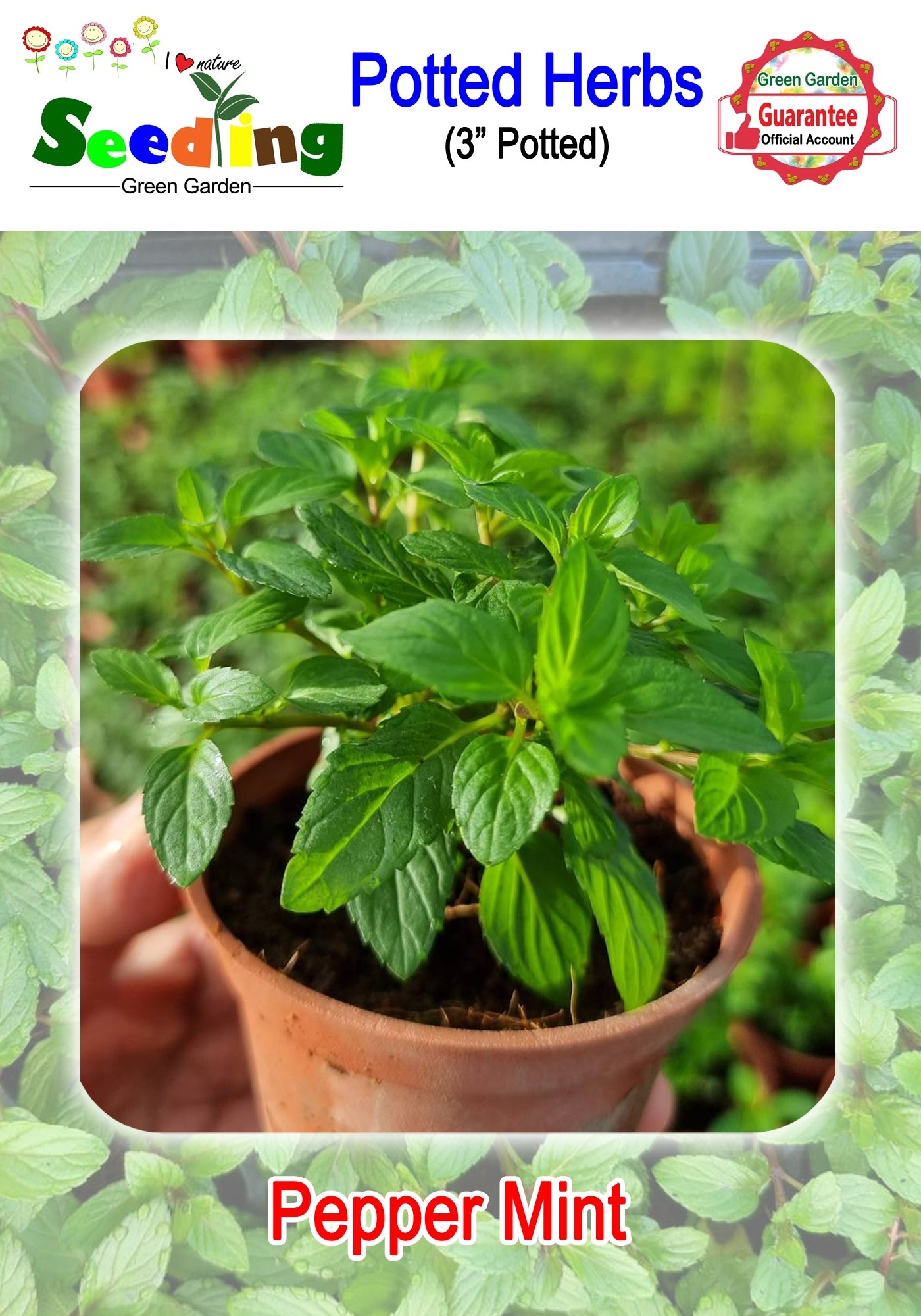 Assorted Potted Herbs in 3" Pot