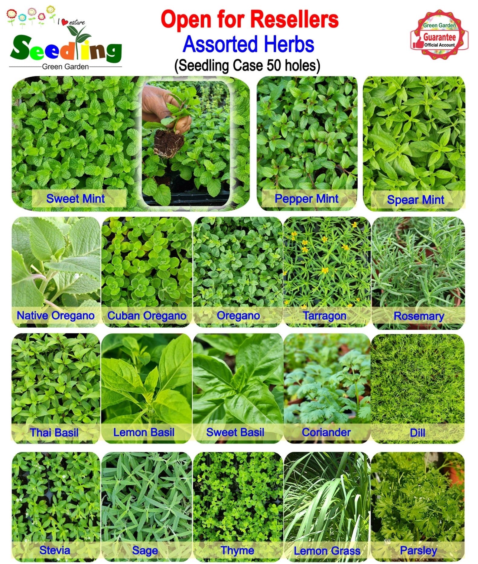 Assorted Potted Herbs in 3" Pot
