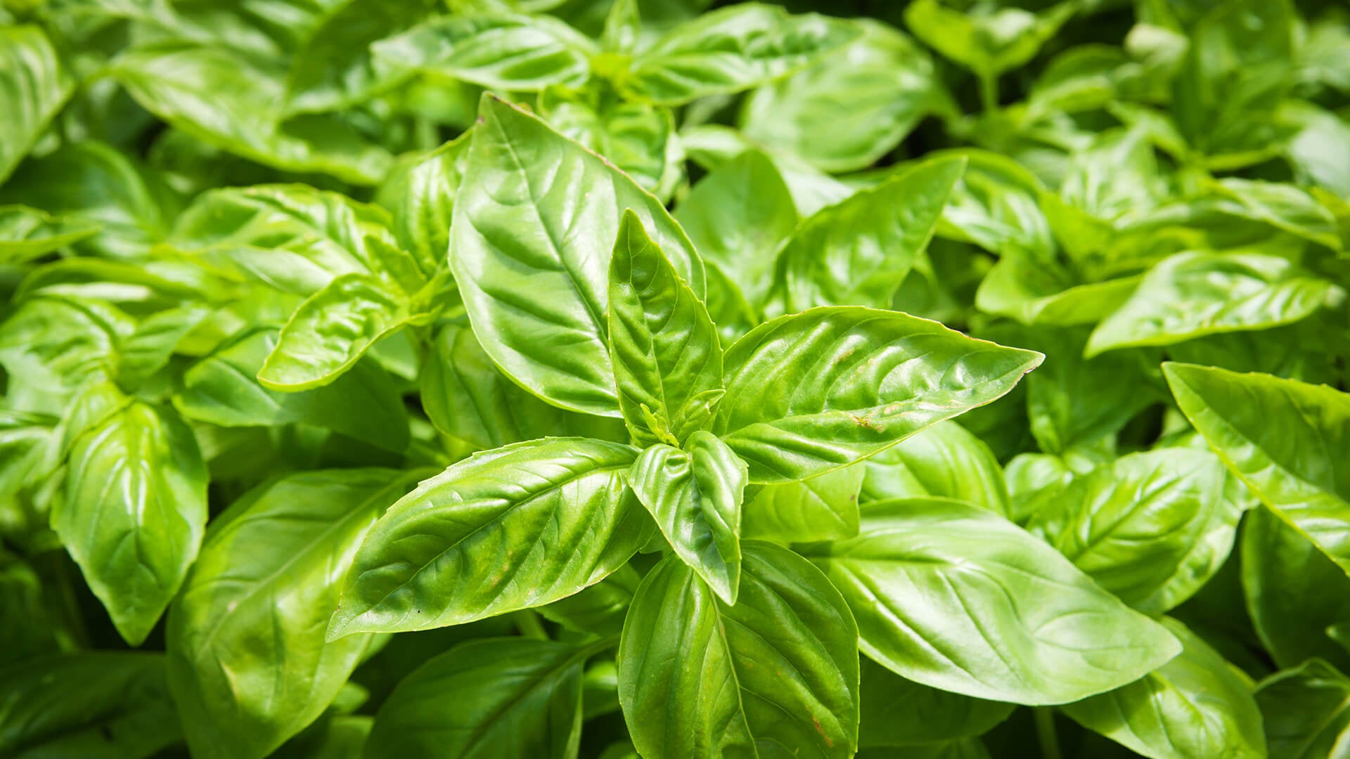 Assorted Potted Herbs in 3" Pot
