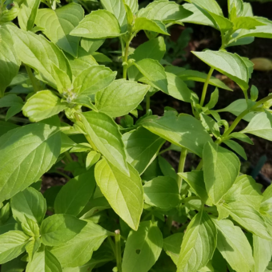 Assorted Potted Herbs in 3" Pot