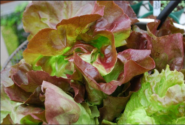 Fresh Vegetable Red lettuce "SBMA ONLY"